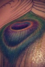 羽毛纹身图片 10张不错的孔雀彩色羽毛纹身图片