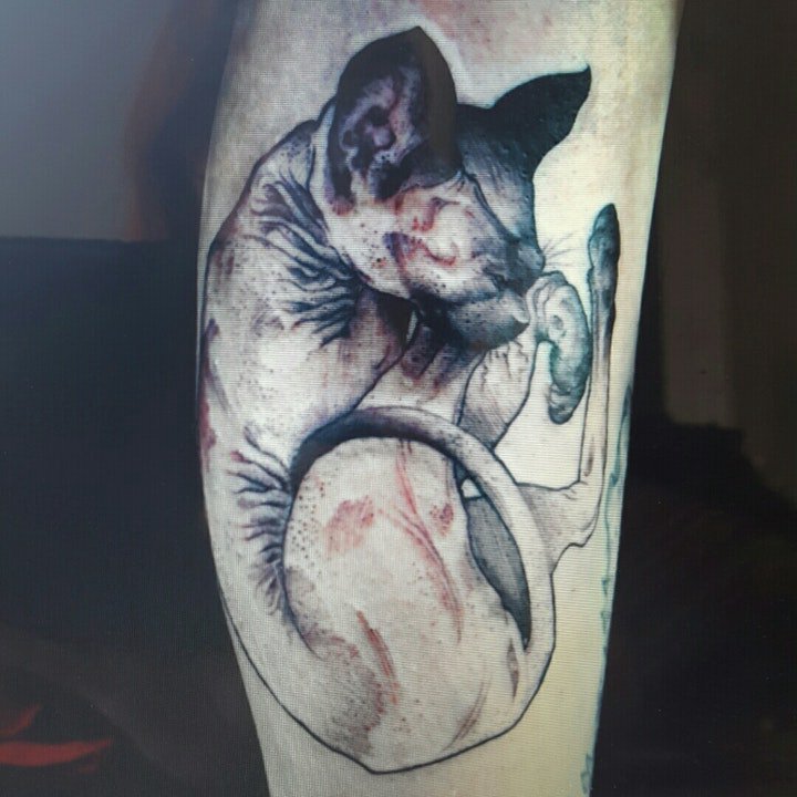 点击大图看下一张：小猫纹身图案 多款动物可爱的小猫纹身图案10组