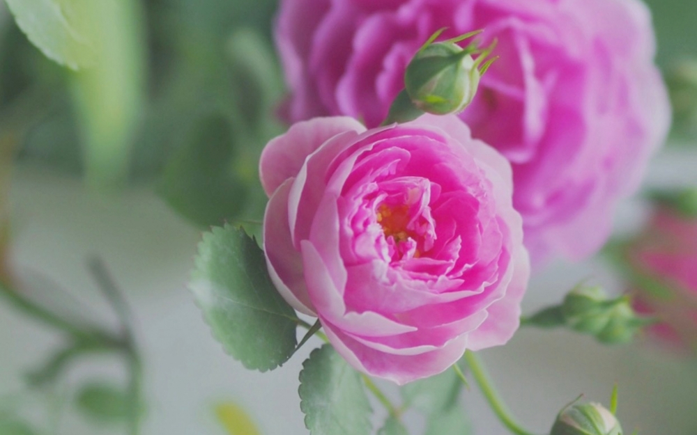 点击大图看下一张：粉色淡雅蔷薇花唯美高清壁纸欣赏