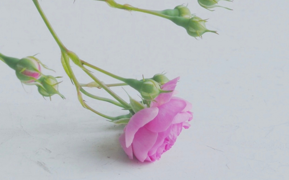 点击大图看下一张：粉色淡雅蔷薇花唯美高清壁纸欣赏