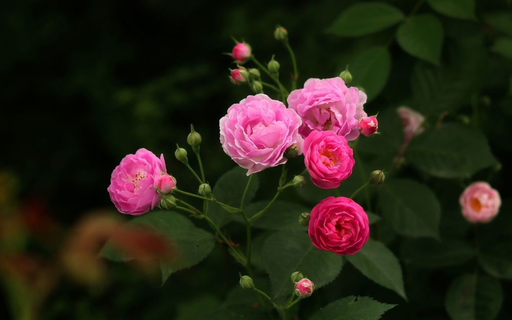 点击大图看下一张：唯美盛开的蔷薇花高清壁纸欣赏