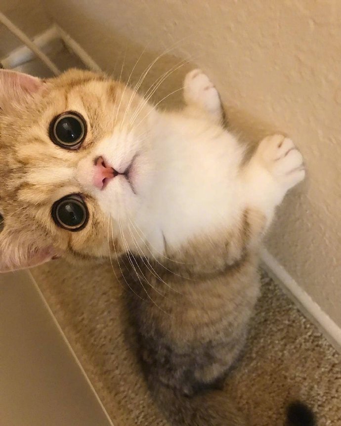 点击大图看下一张：一组超级可爱呆萌的浅橘色小猫咪