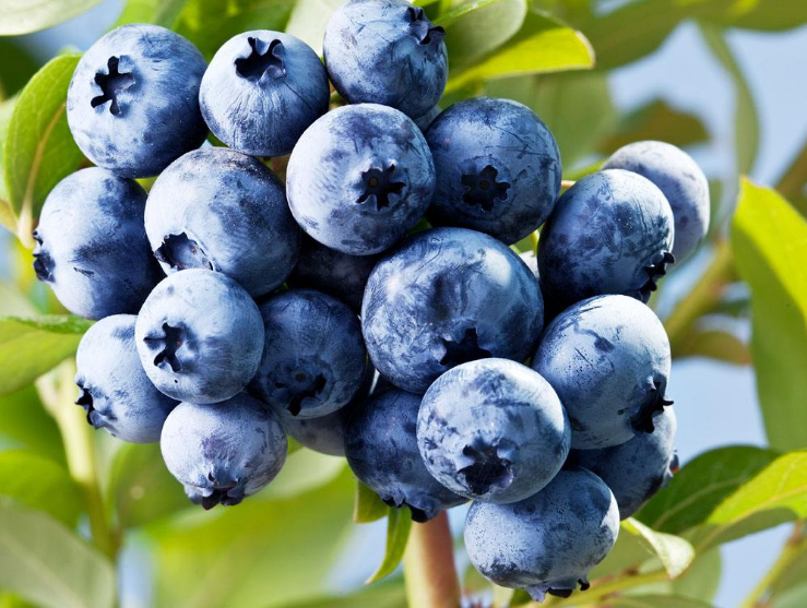 点击大图看下一张：有很丰富的营养成分的小小蓝莓图片欣赏