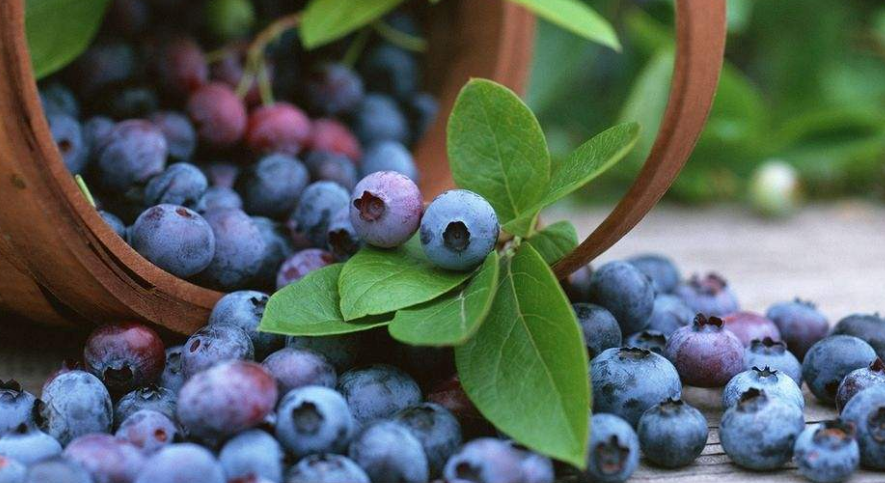 点击大图看下一张：有很丰富的营养成分的小小蓝莓图片欣赏