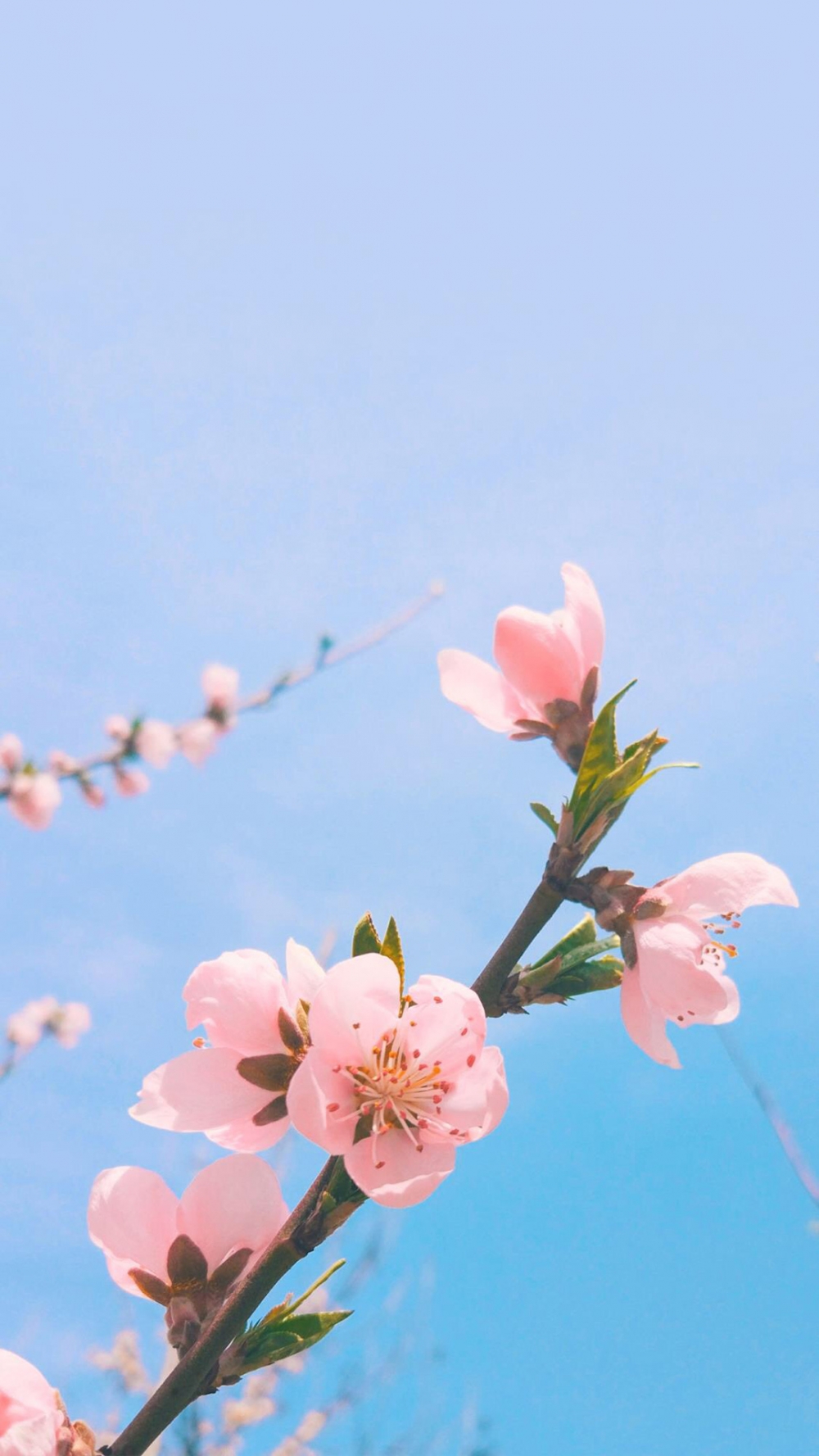 点击大图看下一张：一组超级唯美的粉色桃花图片欣赏