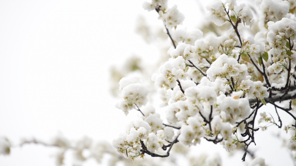 点击大图看下一张：一组绽放的梨花中夹着雪花的唯美图片欣赏