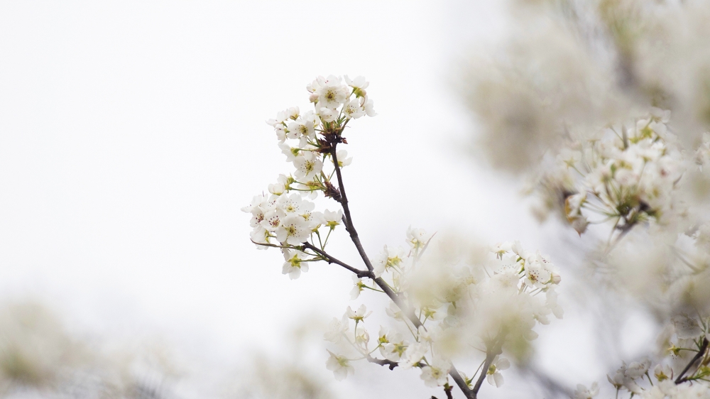 点击大图看下一张：一组绽放的梨花中夹着雪花的唯美图片欣赏