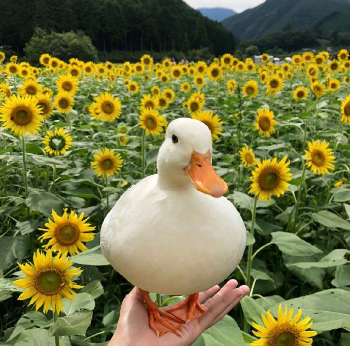点击大图看下一张：一组超级可爱的在向日葵中的鸭子图片
