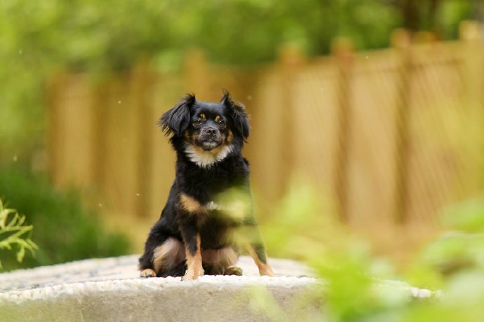 点击大图看下一张：一偶组超级可爱的狗狗在草地上的拍摄图片