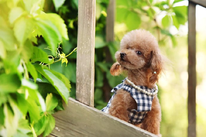 点击大图看下一张：一偶组超级可爱的狗狗在草地上的拍摄图片