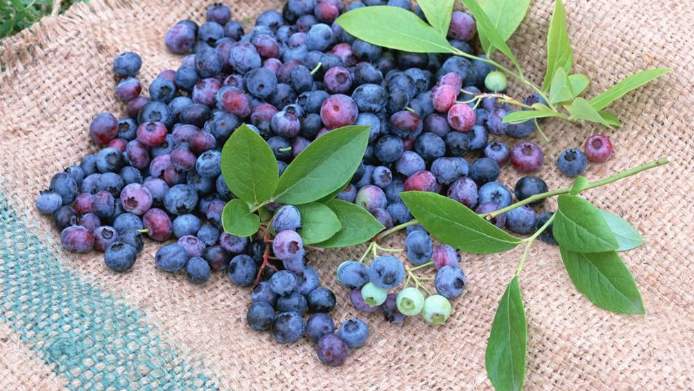 点击大图看下一张：一组还挂在树上超级新鲜的蓝莓图片欣赏