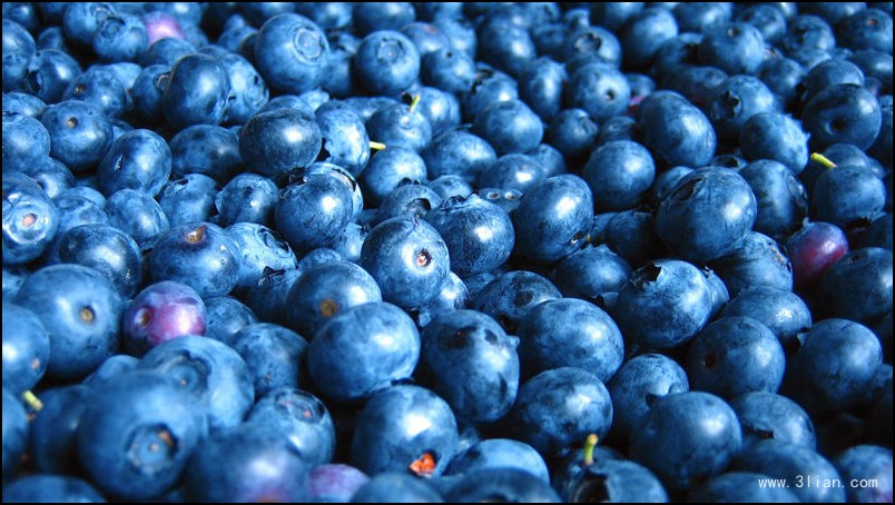 点击大图看下一张：一组小小圆圆的蓝莓图片欣赏