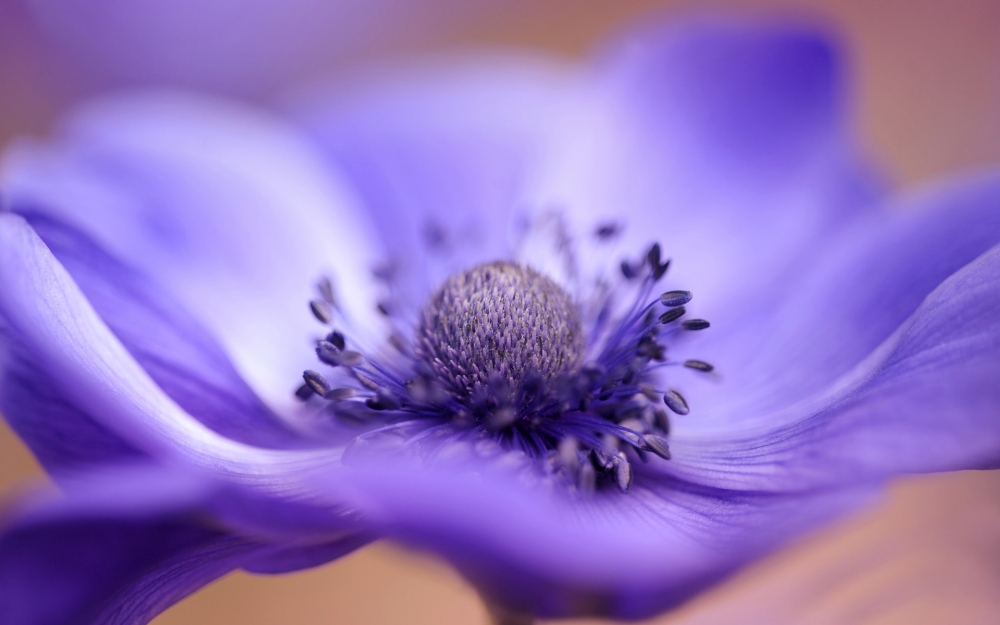 点击大图看下一张：一组欧洲银莲花唯美高清图片欣赏