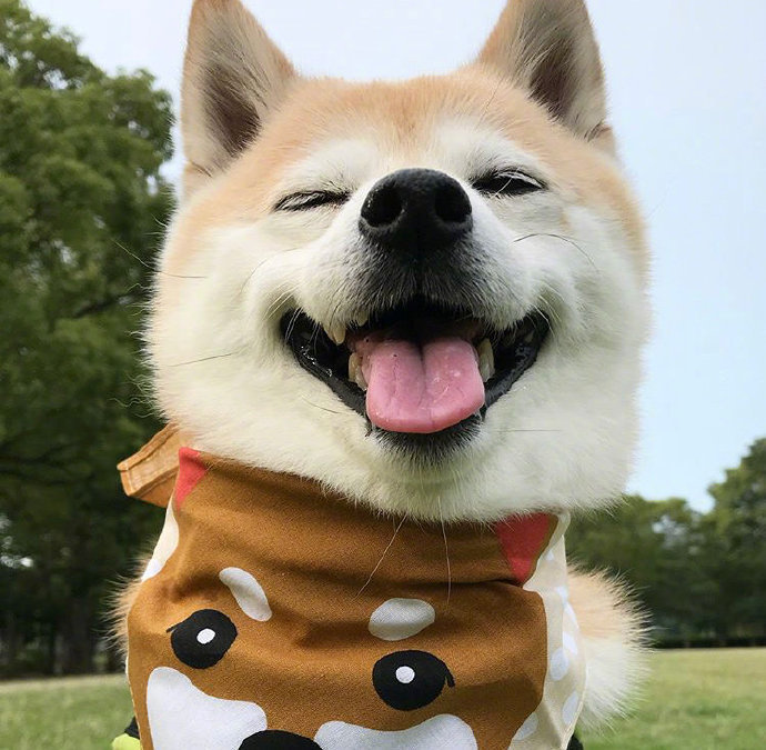 点击大图看下一张：感受一波来自可爱柴犬Sora的明媚笑颜