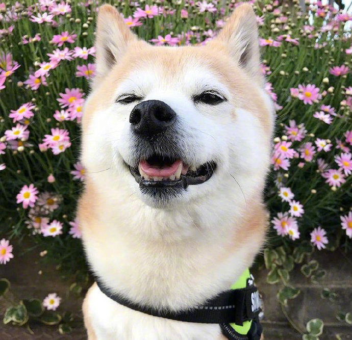 点击大图看下一张：感受一波来自可爱柴犬Sora的明媚笑颜