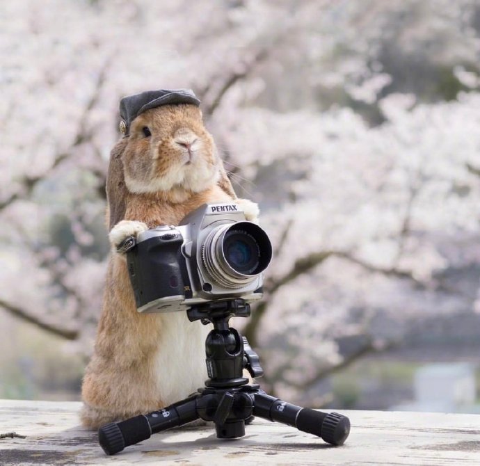 点击大图看下一张：一组沉迷在樱花中的兔子君图片欣赏