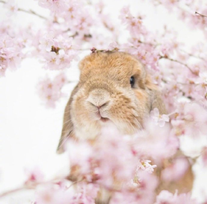 点击大图看下一张：一组沉迷在樱花中的兔子君图片欣赏