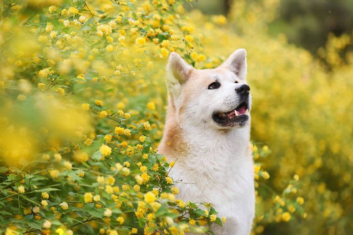 点击大图看下一张：一组为数不多的可爱秋田犬图片欣赏