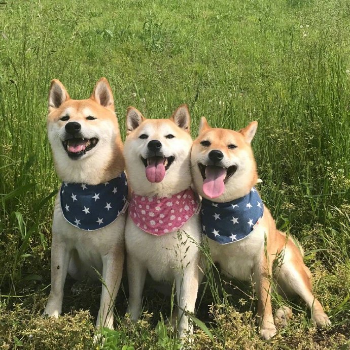 点击大图看下一张：笑容神同步的柴犬三兄妹图片欣赏