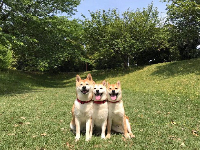 点击大图看下一张：笑容神同步的柴犬三兄妹图片欣赏