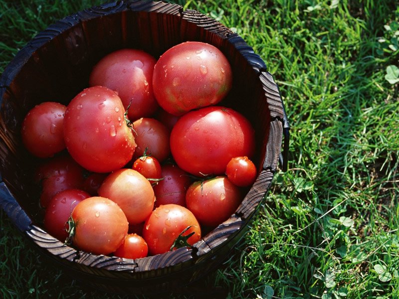 点击大图看下一张：番茄有着一层诱人的、红彤彤的皮，咬一口酸甜多汁