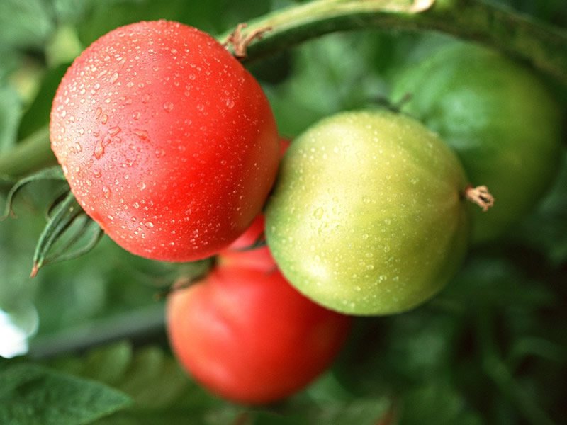 点击大图看下一张：番茄有着一层诱人的、红彤彤的皮，咬一口酸甜多汁