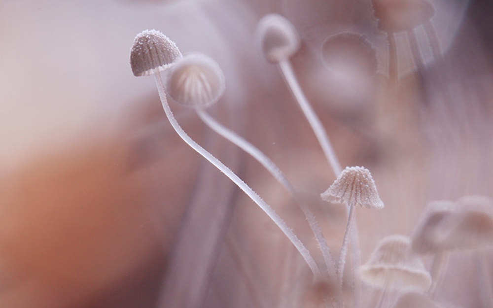 点击大图看下一张：小巧精致的蘑菇唯美高清图片欣赏