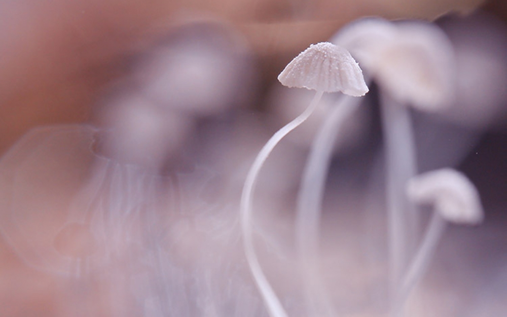 点击大图看下一张：小巧精致的蘑菇唯美高清图片欣赏