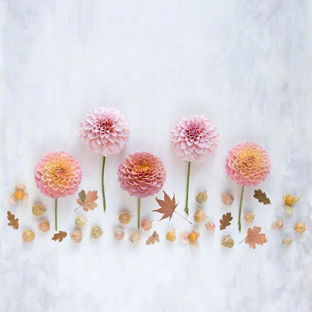 点击大图看下一张：一组超美的鲜花摆拍图片欣赏