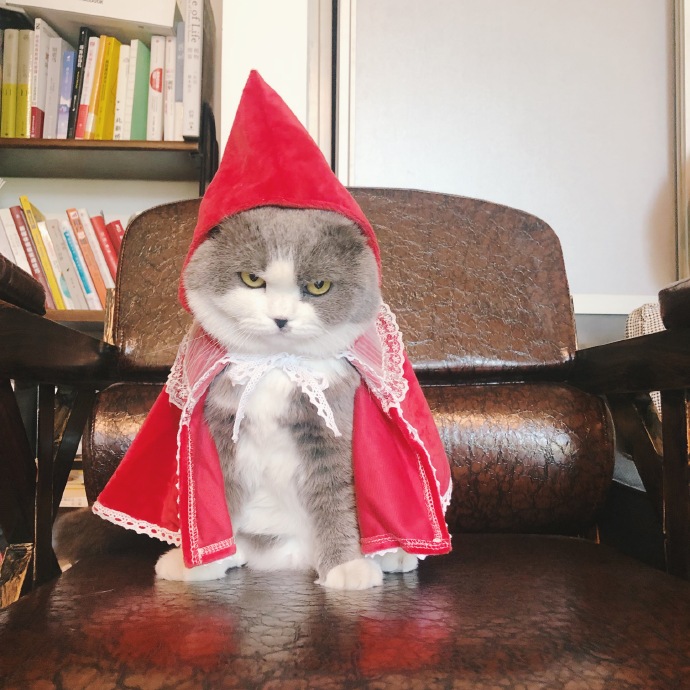 点击大图看下一张：小猫咪带上小红帽都不好惹了