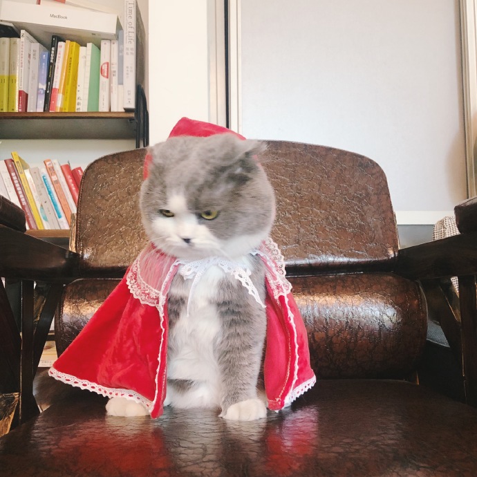 点击大图看下一张：小猫咪带上小红帽都不好惹了