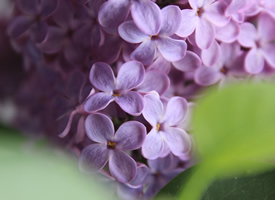 唯美紫色花卉摄影图片桌面壁纸