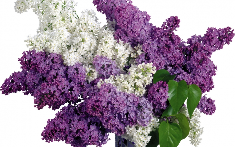 点击大图看下一张：唯美紫色花卉摄影图片桌面壁纸