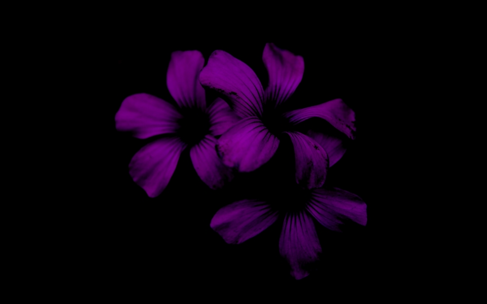 点击大图看下一张：唯美紫色花卉摄影图片桌面壁纸