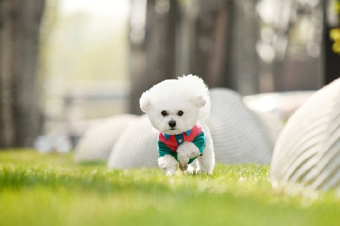 点击大图看下一张：一组白白可爱的小狗狗拍摄图片欣赏