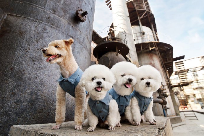 点击大图看下一张：一组白白可爱的小狗狗拍摄图片欣赏