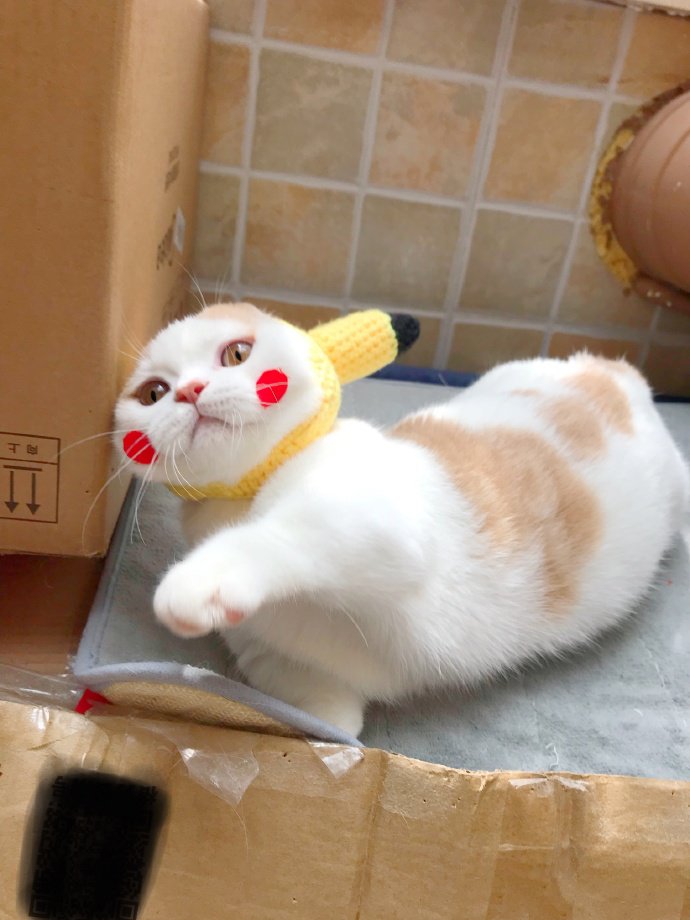 点击大图看下一张：一组超级可爱扮皮卡丘的小猫图片欣赏