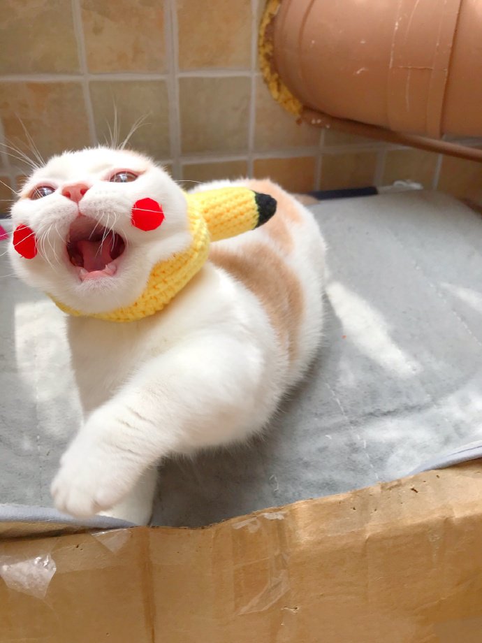 点击大图看下一张：一组超级可爱扮皮卡丘的小猫图片欣赏