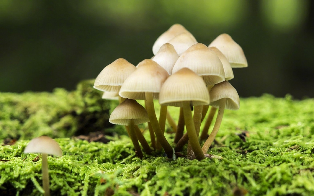 点击大图看下一张：可爱的蘑菇高清图片欣赏