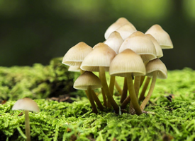 可爱的蘑菇高清图片欣赏