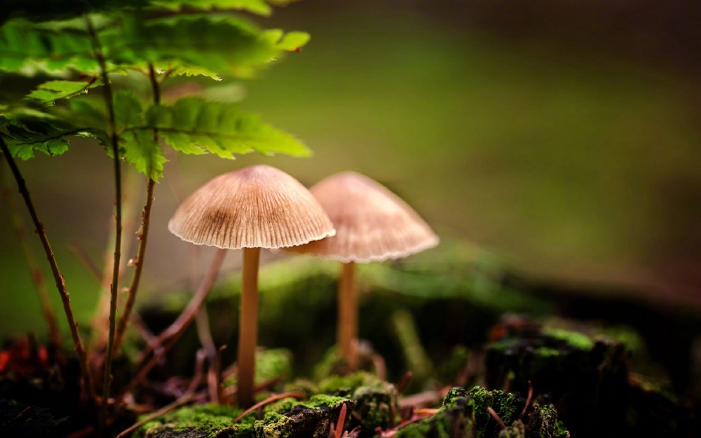 点击大图看下一张：可爱的蘑菇高清图片欣赏