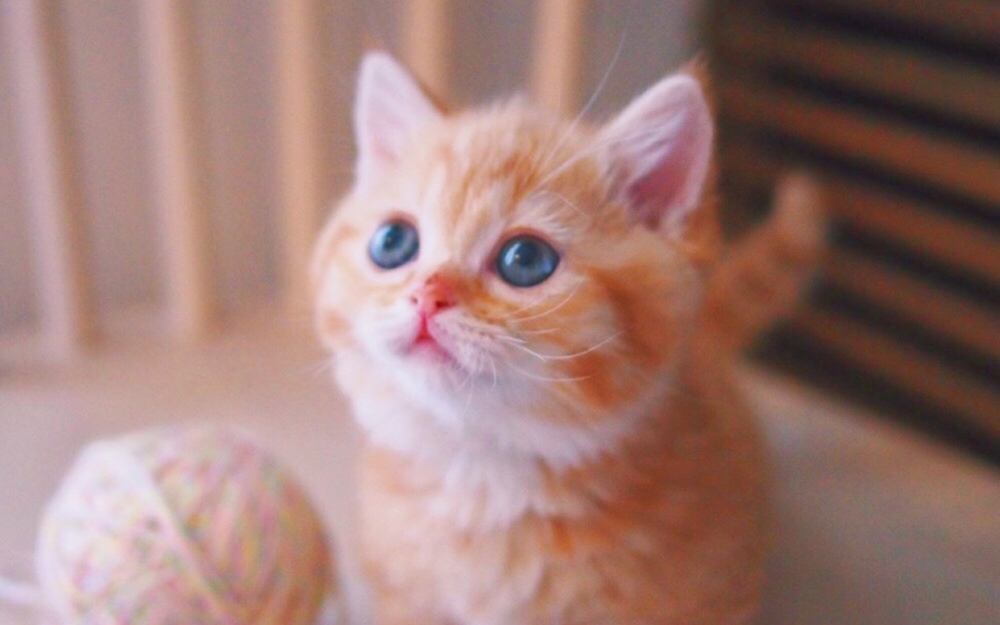 点击大图看下一张：粉嫩可爱的小奶猫高清手机壁纸
