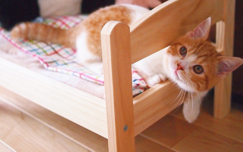 点击大图看下一张：粉嫩可爱的小奶猫高清手机壁纸