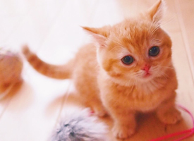粉嫩可爱的小奶猫高清手机壁纸