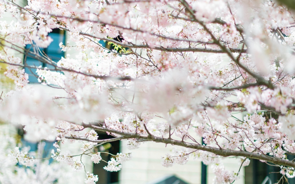 点击大图看下一张：一组街道唯美的樱花图片欣赏