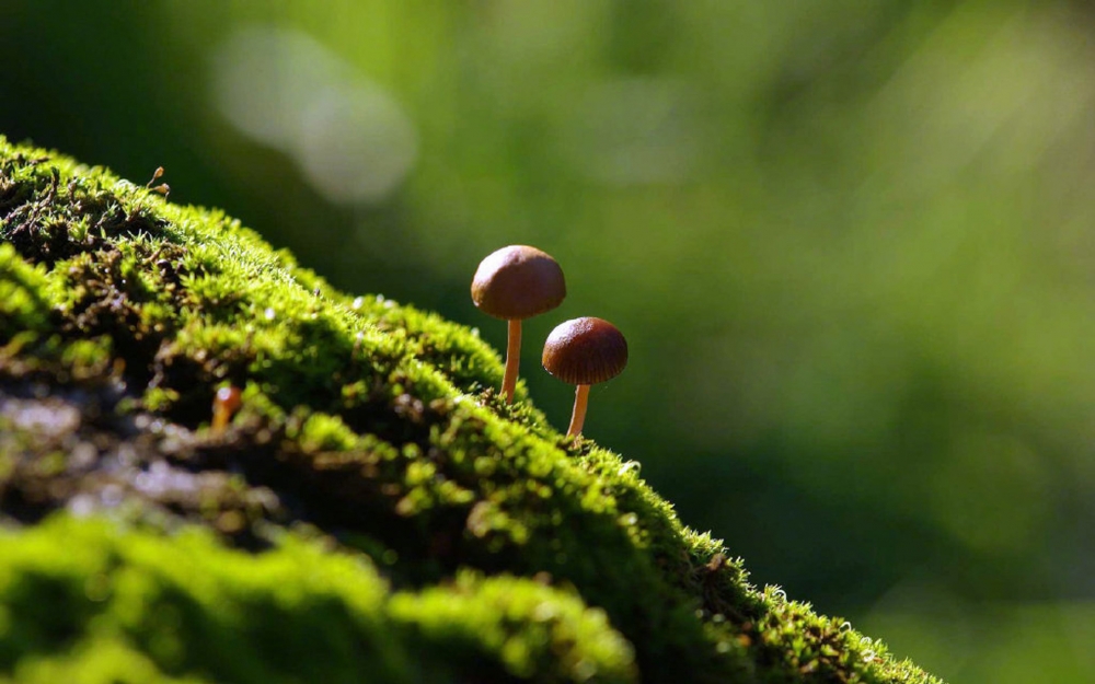 点击大图看下一张：一组小清新的小蘑菇图片欣赏