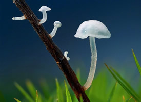 一组小清新的小蘑菇图片欣赏