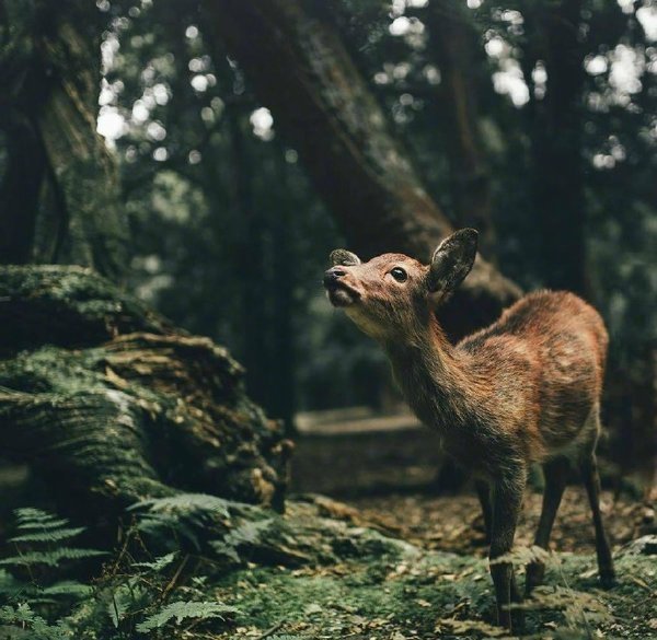 点击大图看下一张：成长，大概就是将你哭声调成静音的过程