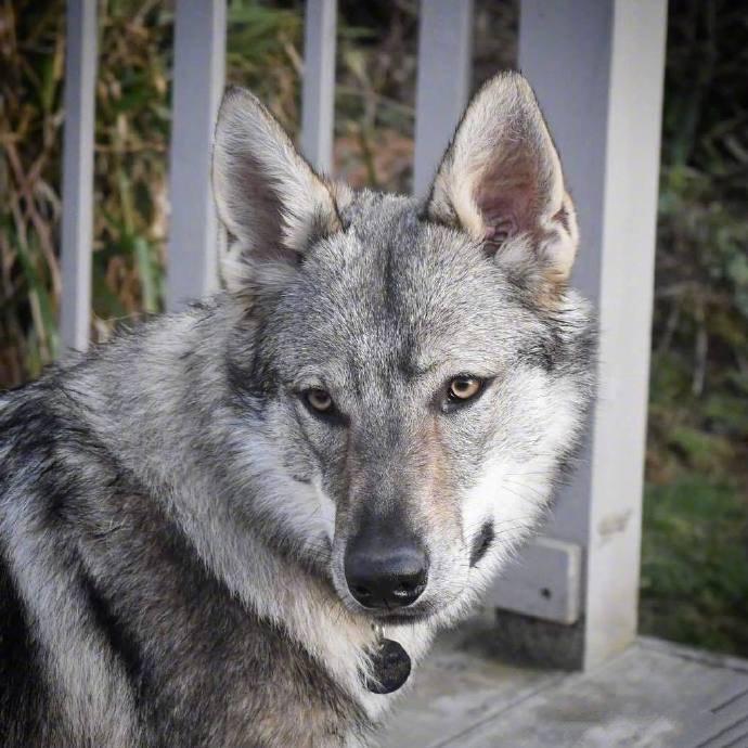 点击大图看下一张：捷克狼犬Vulric，长得最像狼的狗子