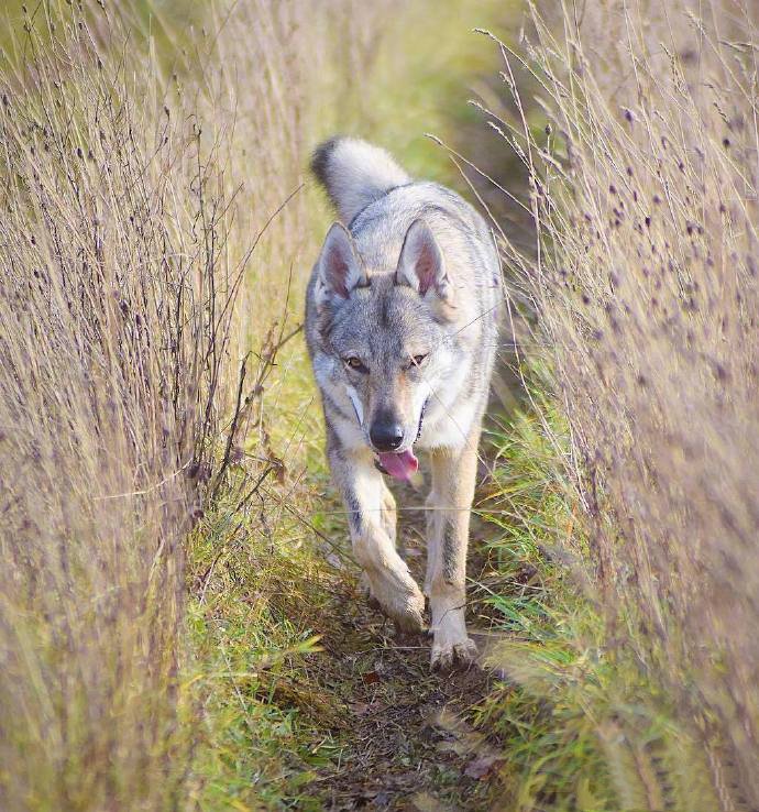 点击大图看下一张:捷克狼犬Vulric,长得最像狼的狗子